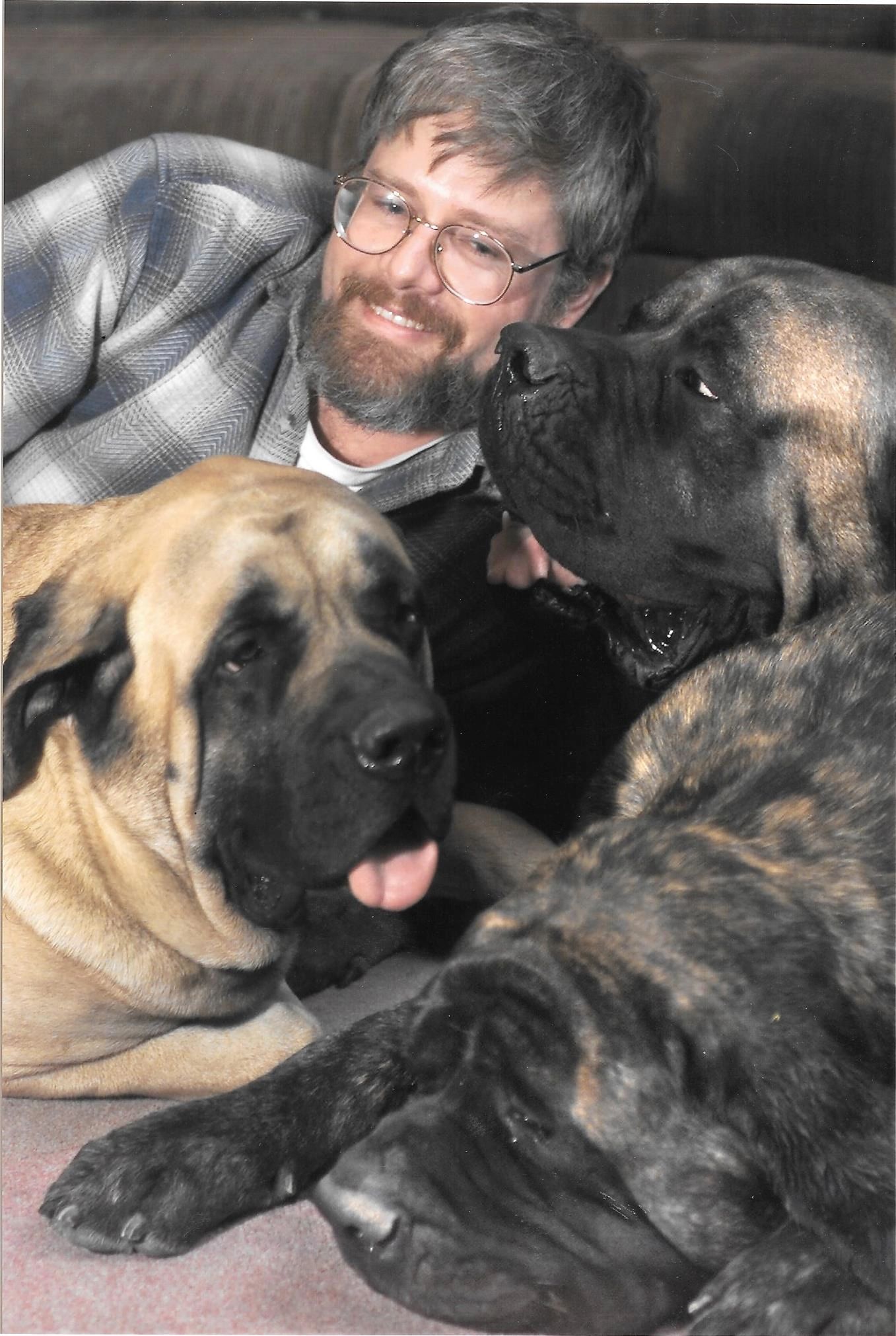 Big Adult English Bull Dog Stock Photos - Free \u0026 Royalty-Free Stock Photos  from Dreamstime, image size:1357x2021