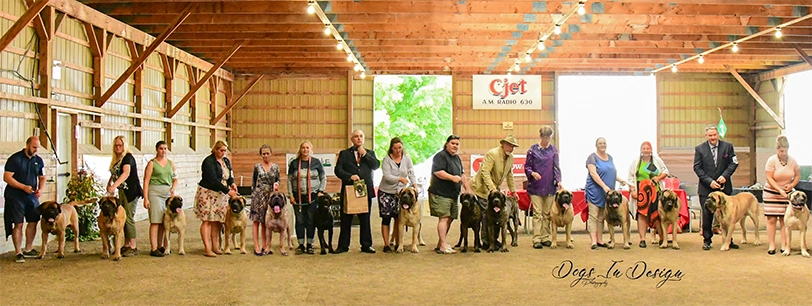 Kars Show in Lombardy with 14 Mastiffs and judge Carlos Flaquer July 14, 2022
