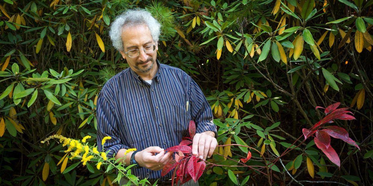 Man examining red leaves outdoors.