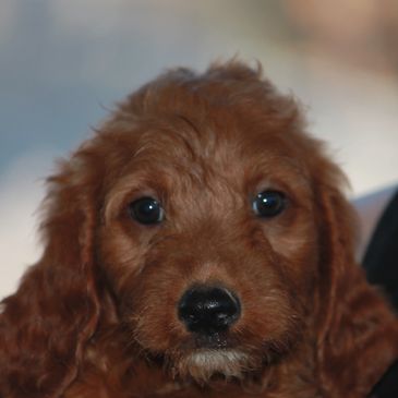 Irishdoodle puppies  for sale Missouri