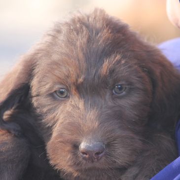 Labradoodle puppies  for sale Missouri
