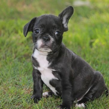 French Bulldog puppies for sale Missouri