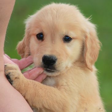 Golden Retriever, puppies for sale Missouri