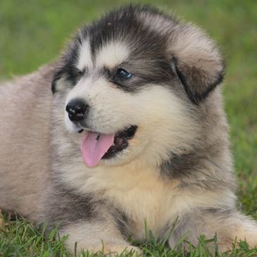 Malamute puppies  for sale Missouri