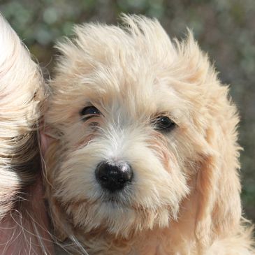 LabraDoodle puppies  for sale Missouri