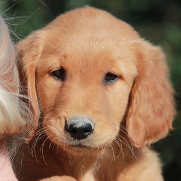 Golden Retriever, puppies for sale Missouri