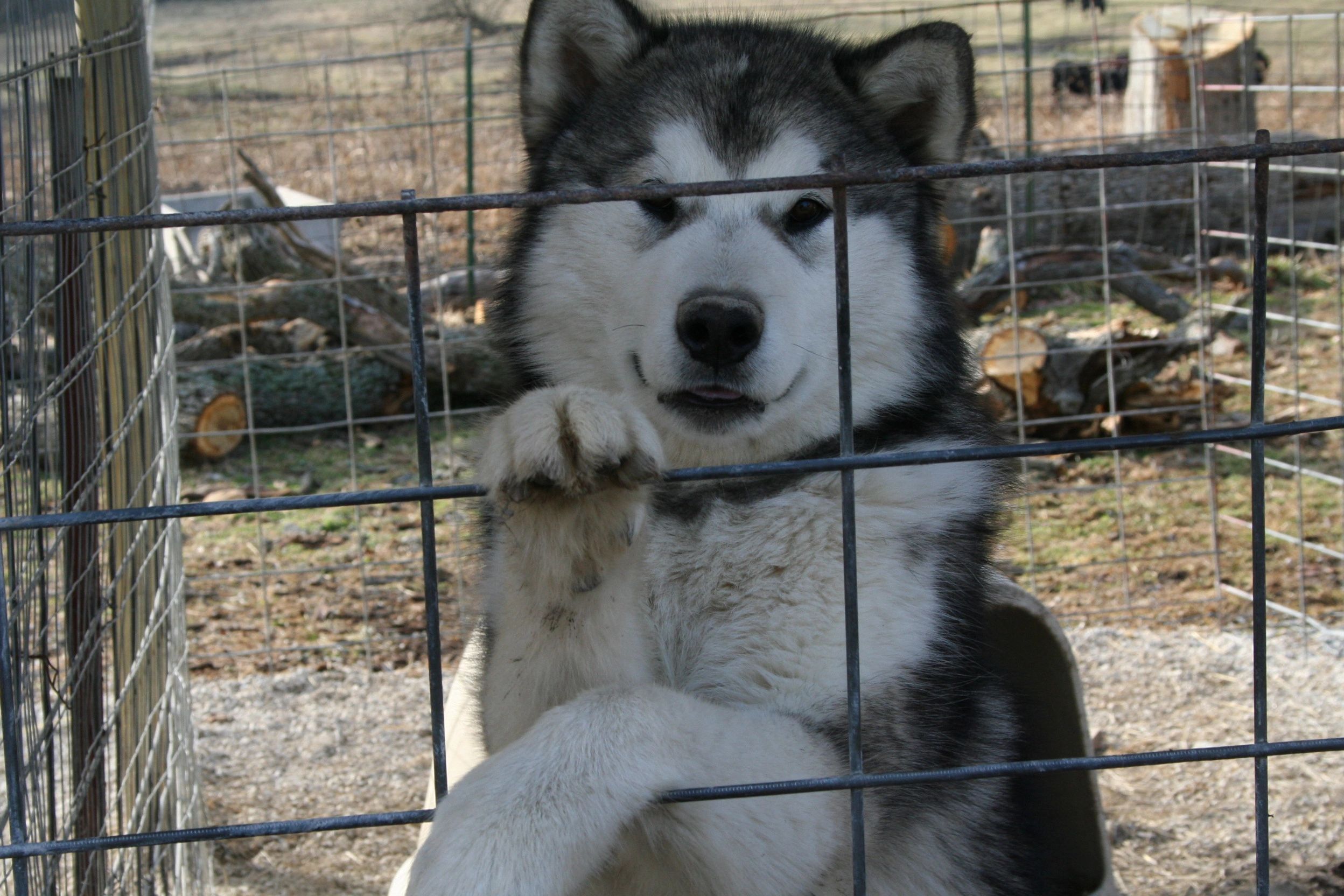 animal wonders jumperoo