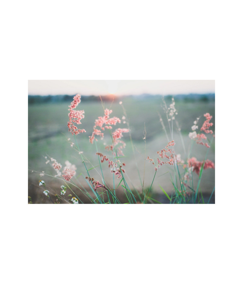 <img aria-label="image of a pink flowering plant" src="...">
