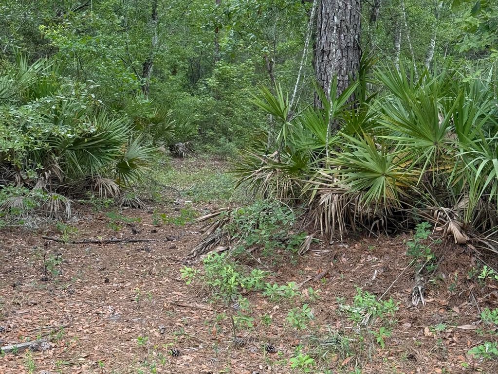 A forest path surrounded by green foliage and palm plants.