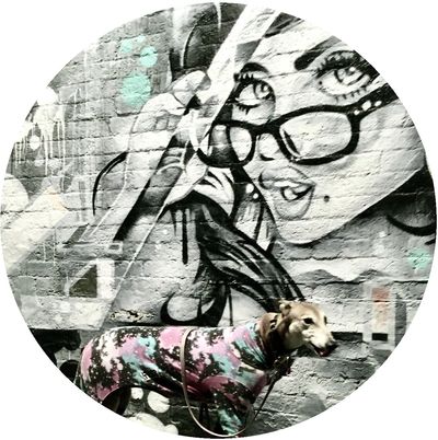 Flicker the Greyhound stands in front of an urban artwork of a girl looking over her glasses