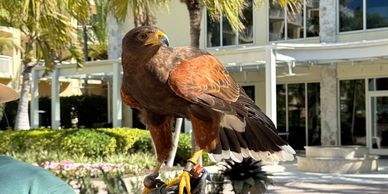 A hawk perched outdoors in a sunny, urban setting.