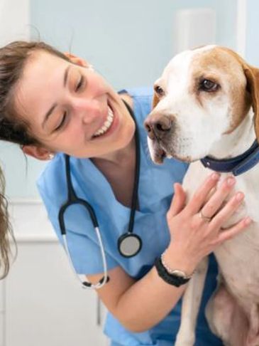 A smiling veterinarian examines a dog during a checkup.