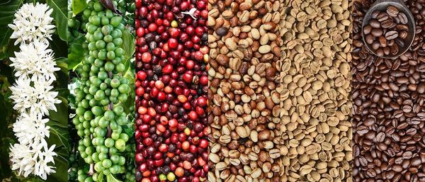 The road to .perfect coffee