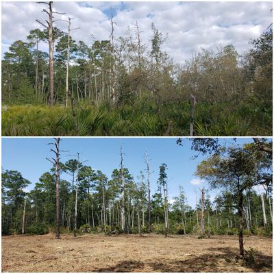 Land Clearing Services Charleston, land clearing near me, cheap land clearing, land Clearing Service