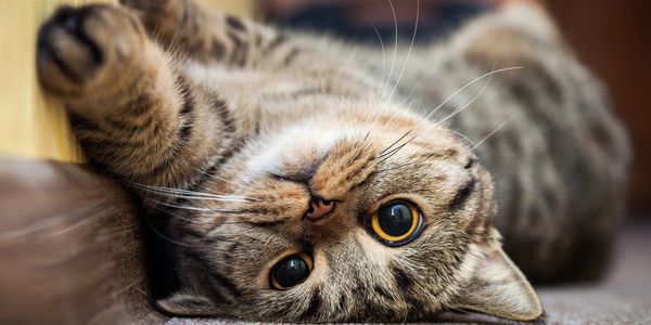 Cat sitting