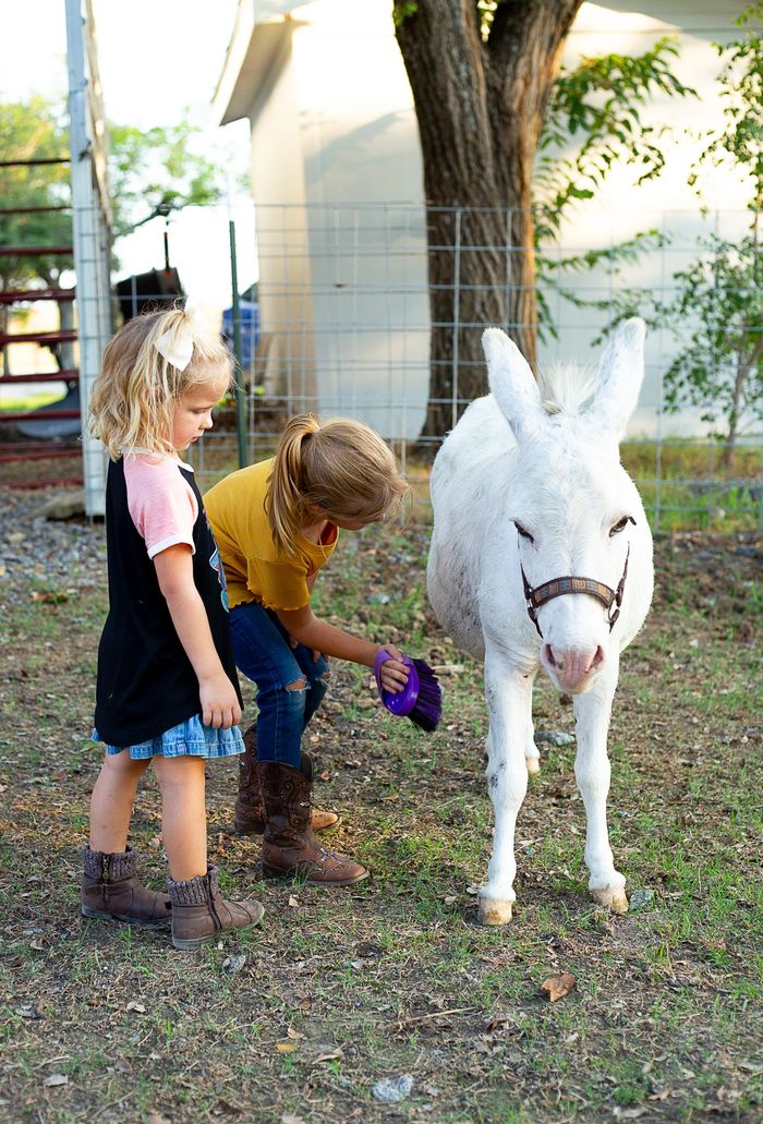 Huddin Homestead Fun Farm Petting Zoo, Farm