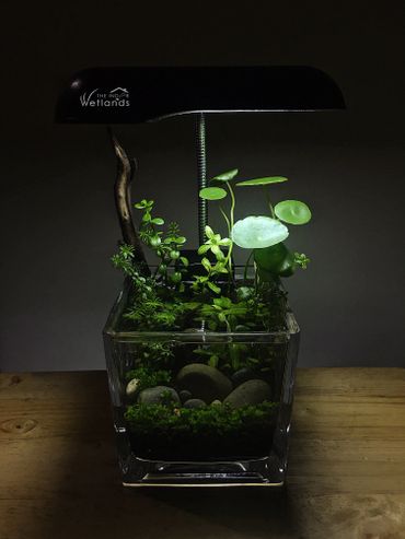 Aquatic plants breaching the water, grown from a small 12x12cm square glass vase. 