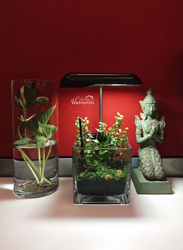 Small water garden with light on an office table sitting between a Buddha statue and pothos vase