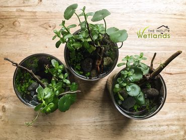 Top shot of three 4-inches round mini water gardens on a wooden table