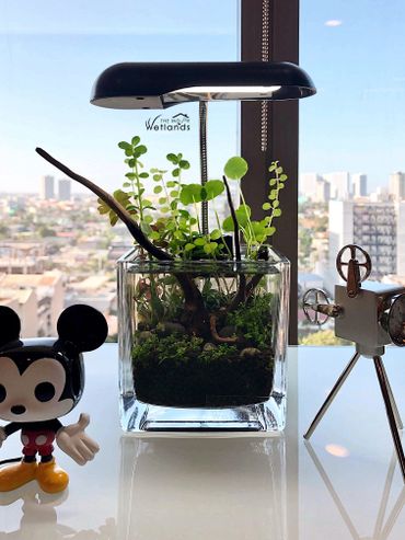 Mini water garden by the window of a high rise building overlooking the city view