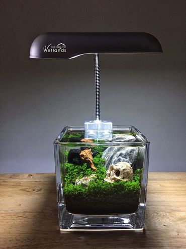 Iwagumi mini water garden aquascape with human and animal skull ornament
