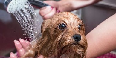 Patis Pet Kuafor Pet Kuafor Kopek Kuaforu Evcil Hayvan Kuaforu