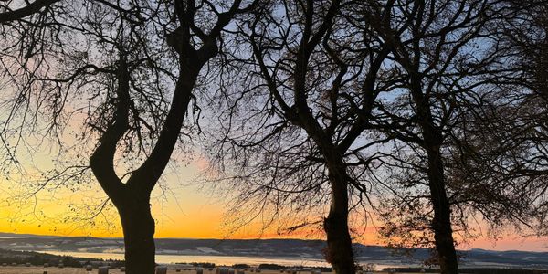 Sunset over a field with hay bales framed by leafless trees.