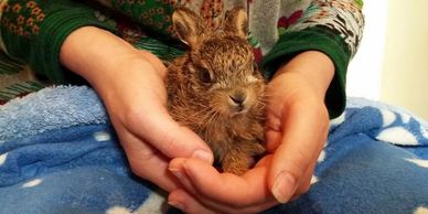 Baby hare (leveret) in care