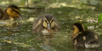 Duckling rescue