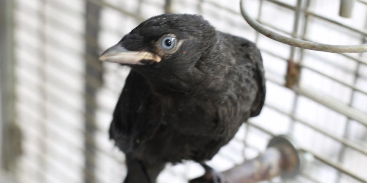 Juvenile jackdaw in care