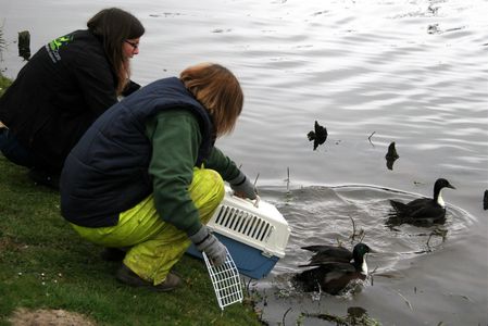 Duck rescue and release
