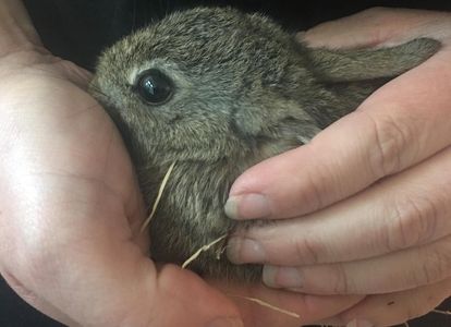 Baby rabbit rescue