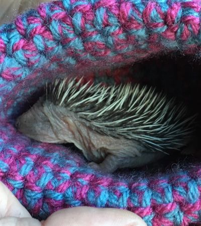 Baby hedgehog (hoglet)