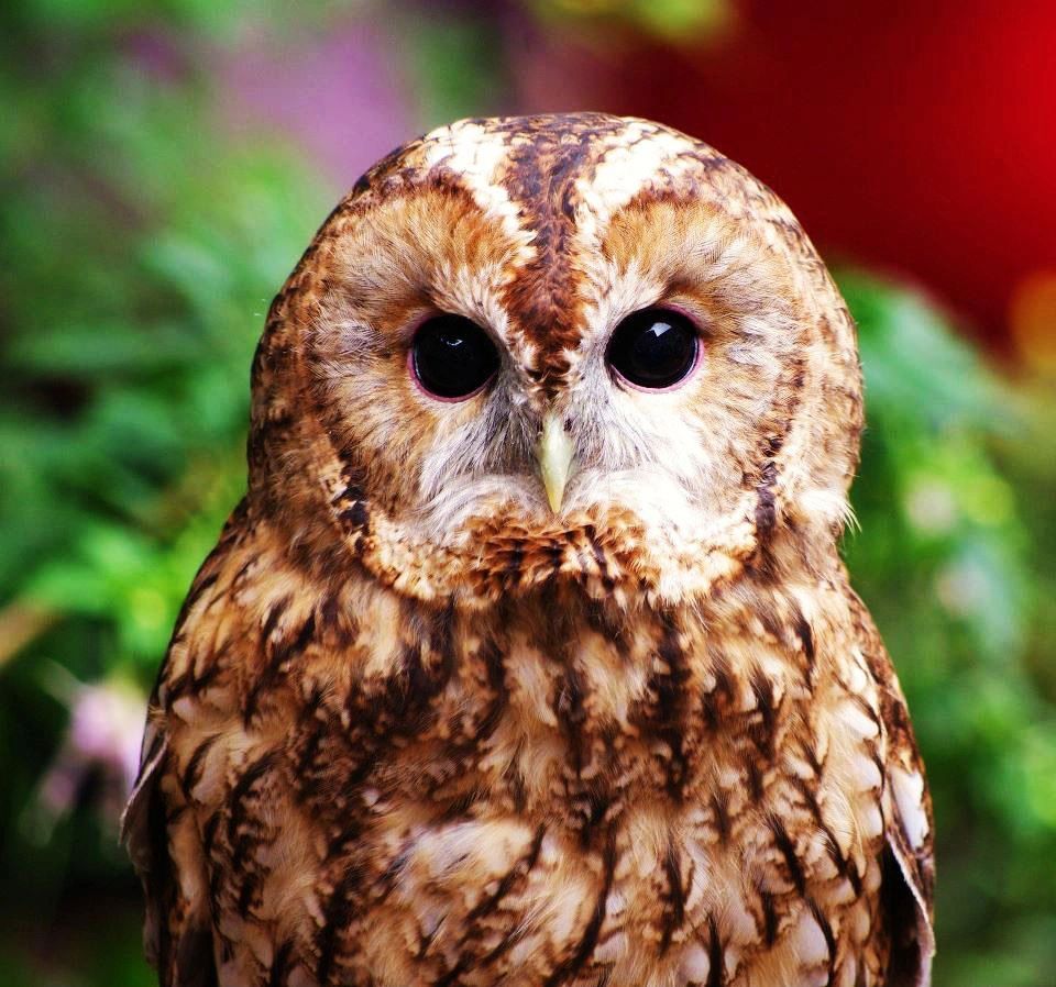 Cambridgeshire Wildlife Care logo