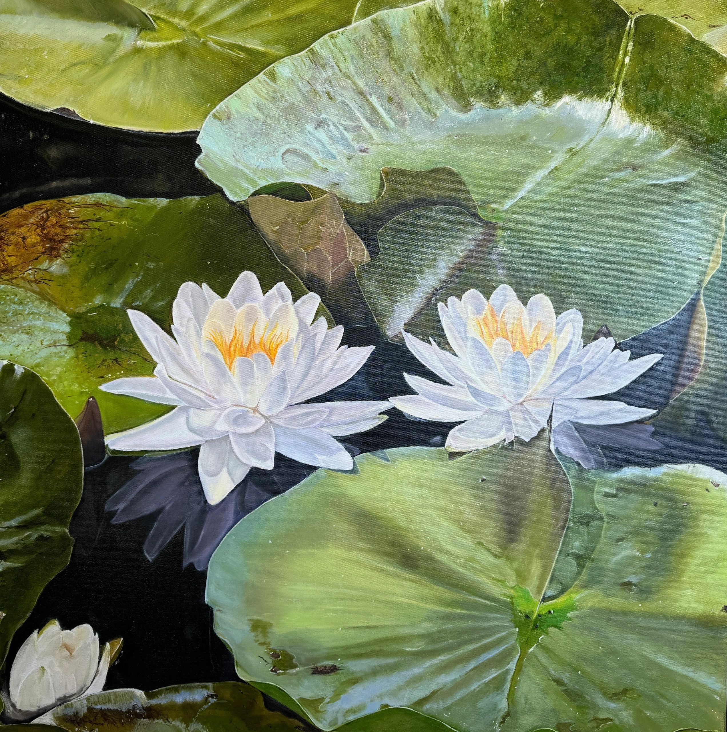 Two lotus flowers blooming in a lily pad pond