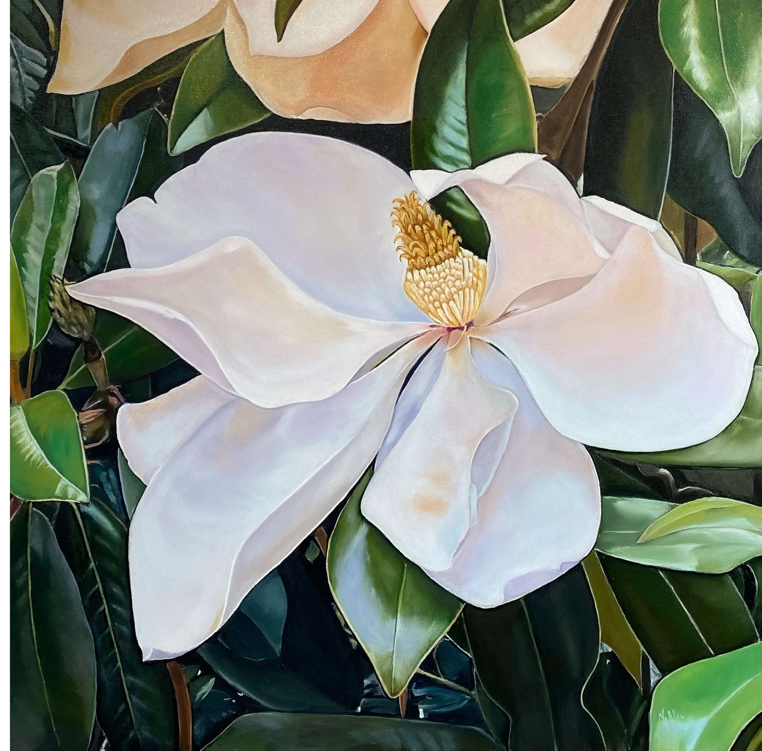 A vivid magnolia blooming in june in Virginia