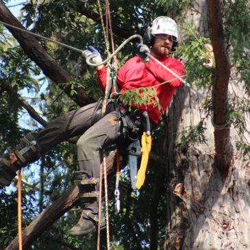 Tree climber