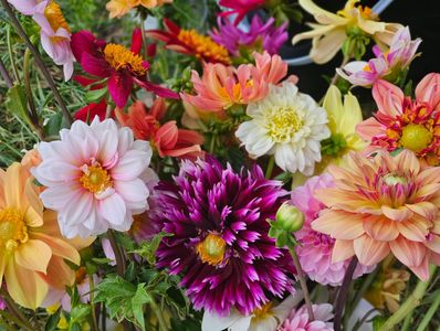 dahlias grown from tubers