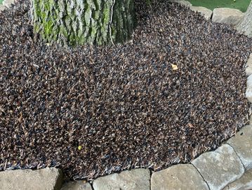 Turf that looks like mulch