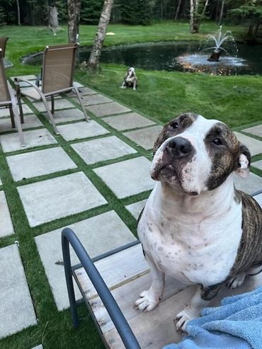 Dog turf in Michigan, Pet turf installation near me, Synthetic Turf Michigan,Artificial turf near me