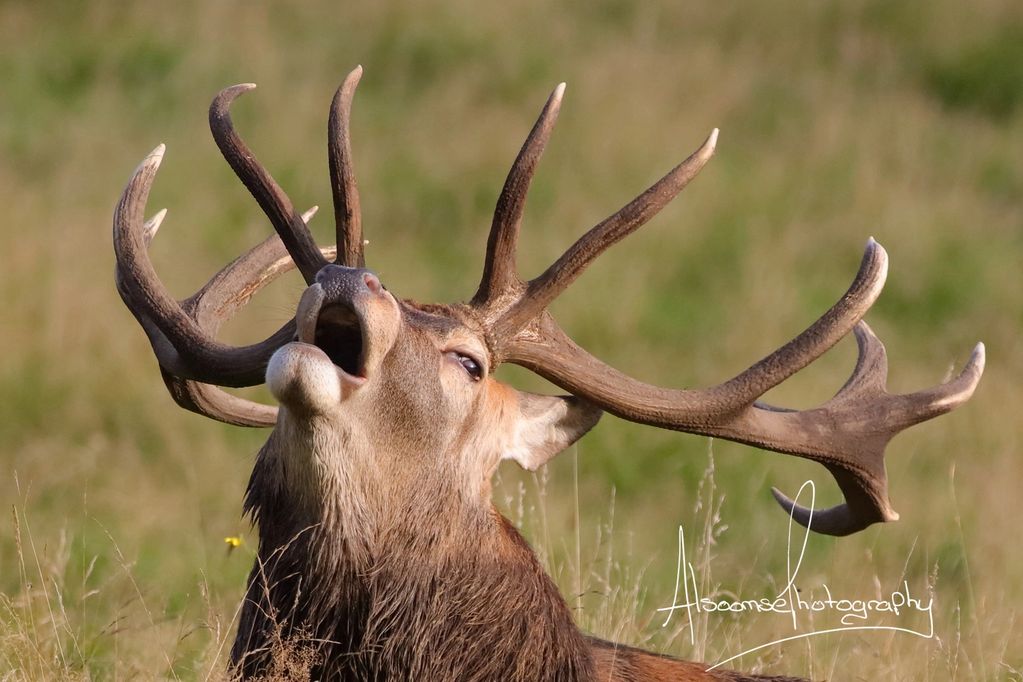 Red deer stag with antlers bellowing during rutting season on Exmoor