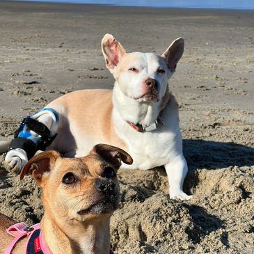 pet sitting, professional pet sitter, in home pet care, in home pet sitter, dog walking