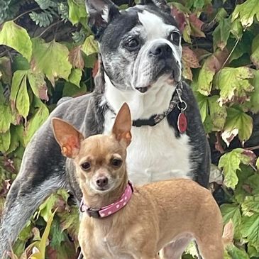 pet sitting, professional pet sitter, in home pet care, in home pet sitter, dog walking