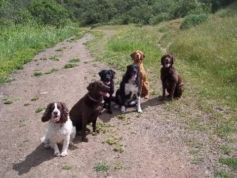 Classic critter care