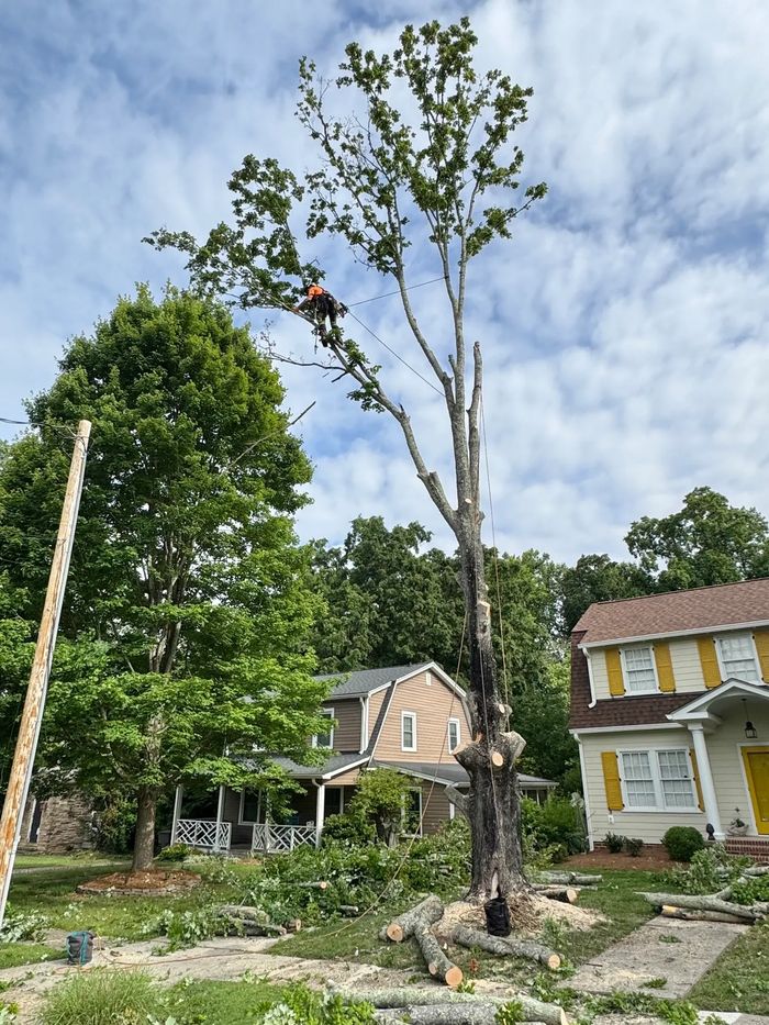 Certified climbing  arborist performing large tree removal near High Point, NC.