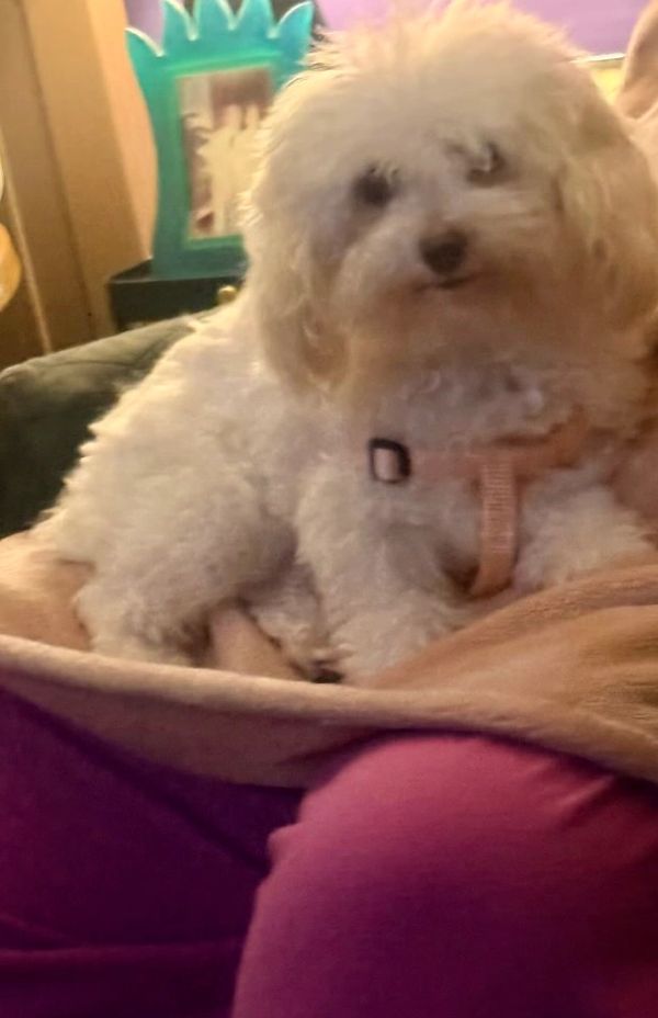 Fluffy white dog resting comfortably on a person's lap indoors.