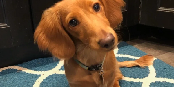dachshund, long-haired light red