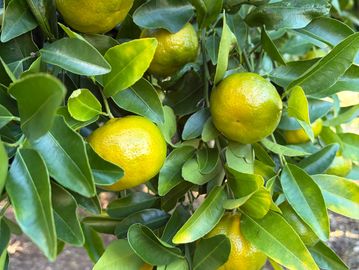 Green and yellow citrus fruits growing on a leafy tree branch.