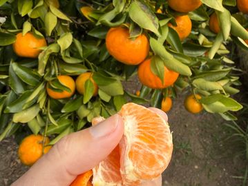 Hand holding peeled orange segment near orange tree.