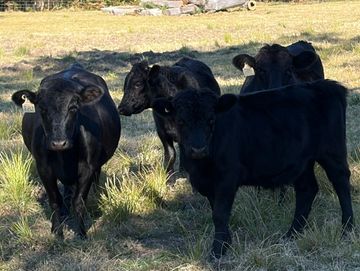 Group of black calves standing on grass.